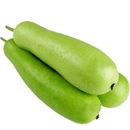 Bottle Gourd - Fresh Vegetable